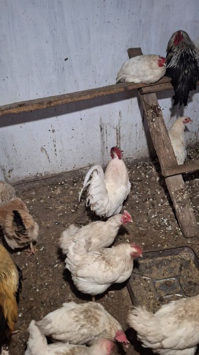 Продается петухи