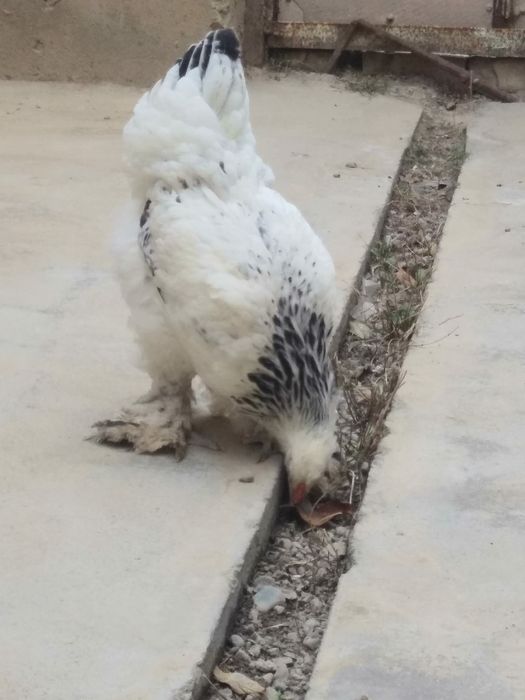 Продаются цыплята Брама 4месяца не дорого 500т за всех. Жужа Брама сот