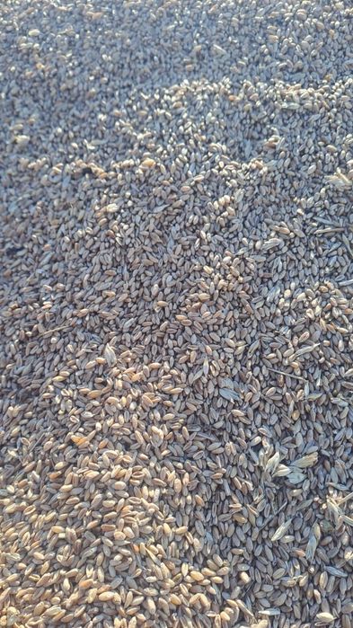 Пшеница в мешках