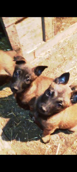 Бельгийская овчарка малинуа