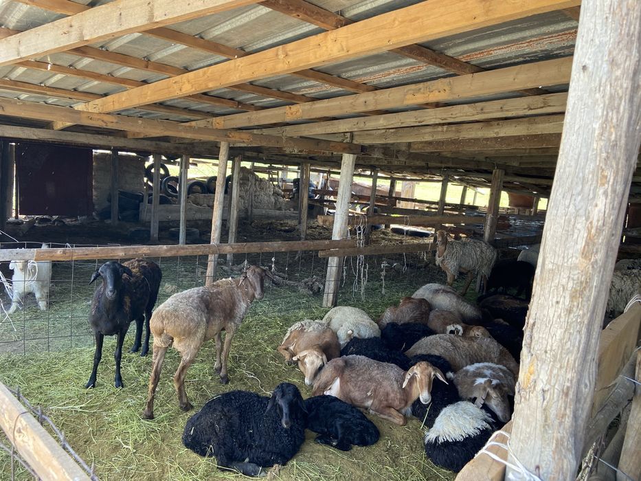 Продам Фазенду В Талдыкоргане