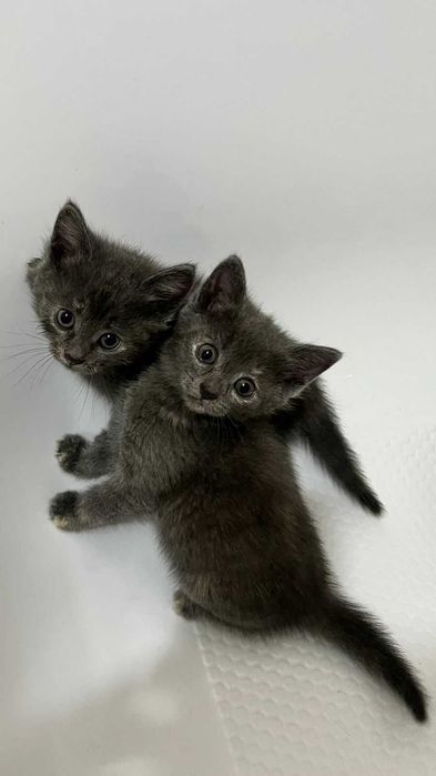 Отдам котят в добрые руки