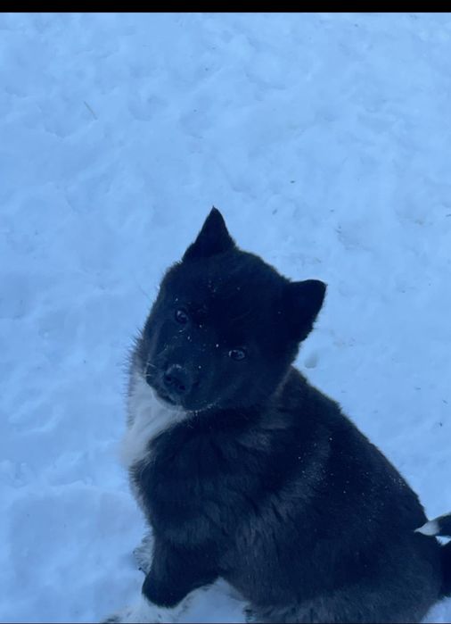 Щенки западно европейской лайки