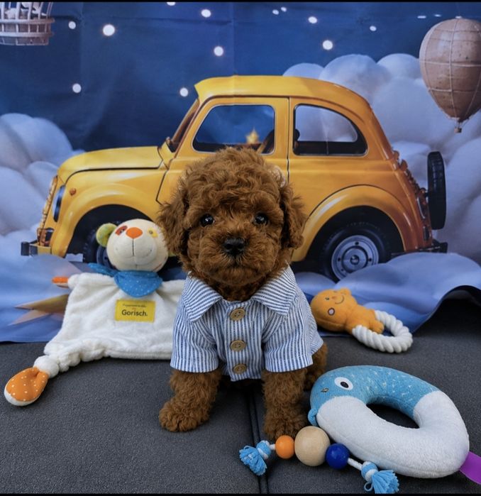 Пудел той Poodle toy с родословие  генетични тестове на родитерите Момче