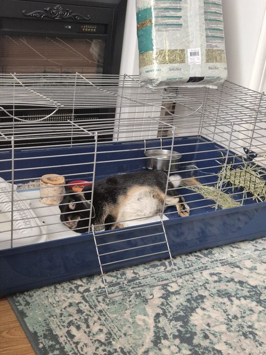 Cușcă pentru iepuri