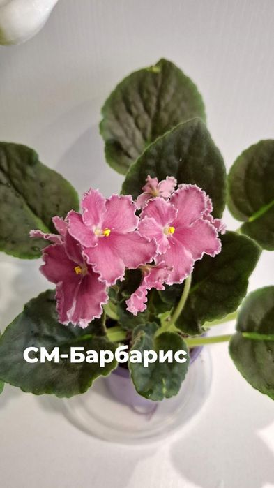 Продам сортовые, цветущие фиалки