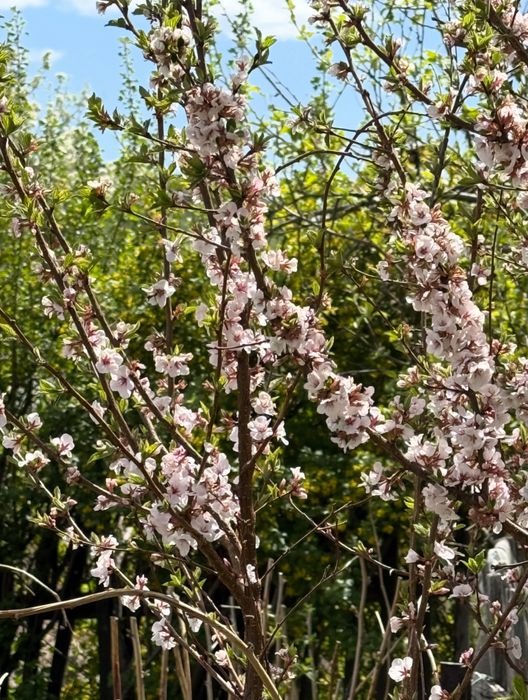 Продам дачу СПП Металлург