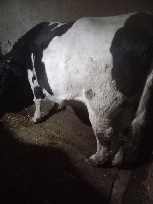 Vand vaca mare ,in jur la 800-900 de kg