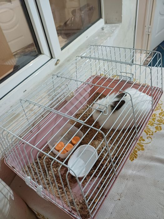 Продаётся кролик