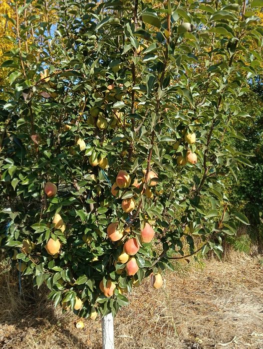 Pere aromate și zemoase