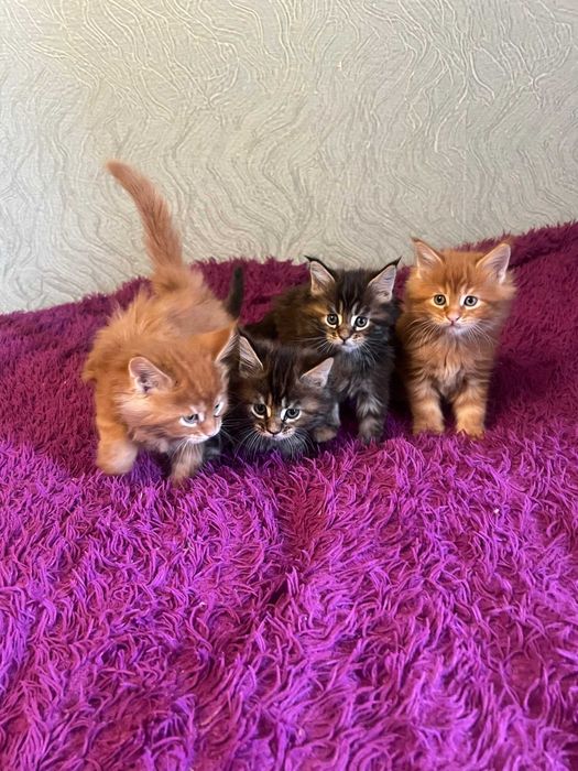 Красивые котята мейн-куны