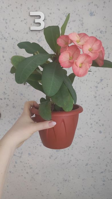 Продам фикус Бенжамина. Есть доставка.