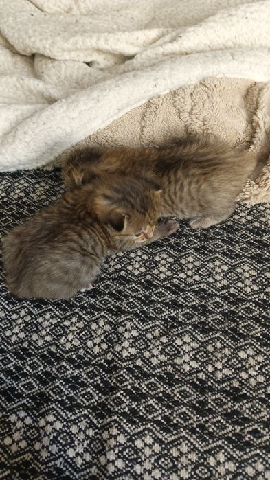 Отдам веслоухих котят