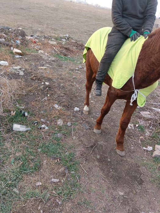 Продам коня 2.5 года