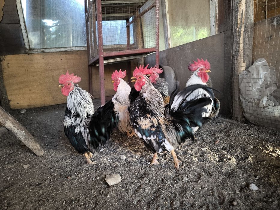 Свободни мини японски декоративни петлета