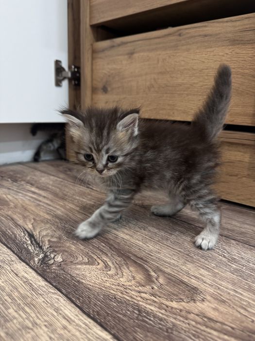 Британские котятки