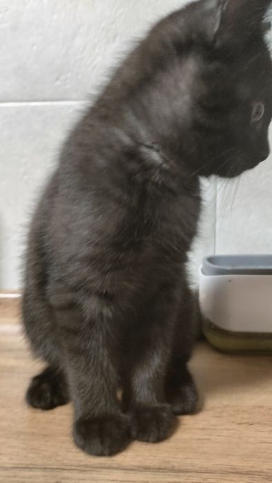 Котик в добрые руки!