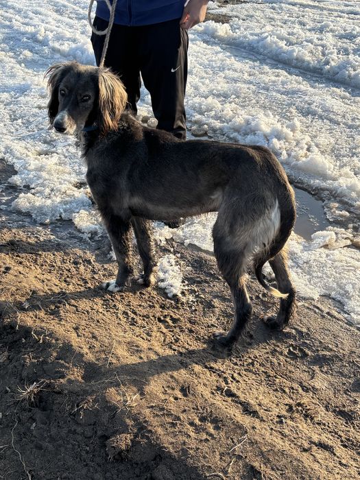 Арлан тазы сатылады мощный дух вагон любоин аират 200 процент гарантия