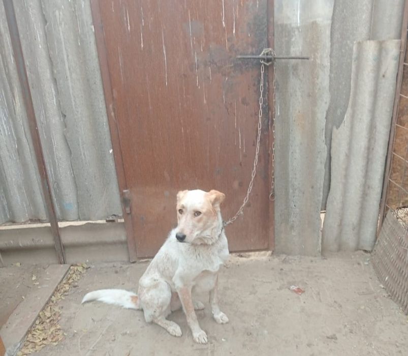 В добрые руки собачка