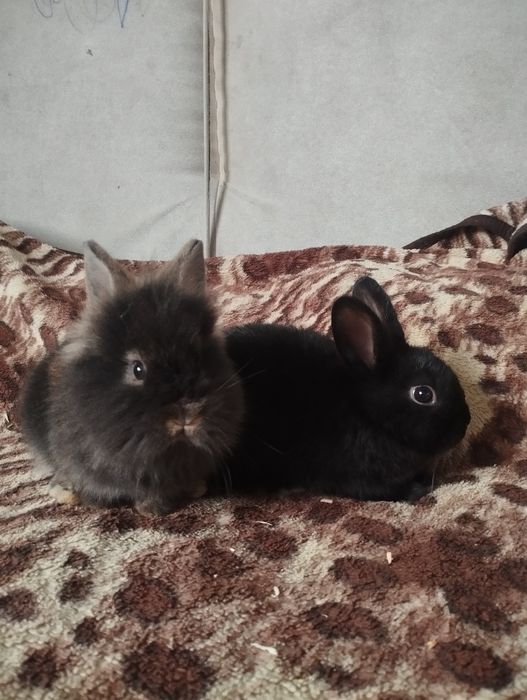 Iepurași pufoși mici și mari