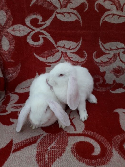 кролики французкий баран