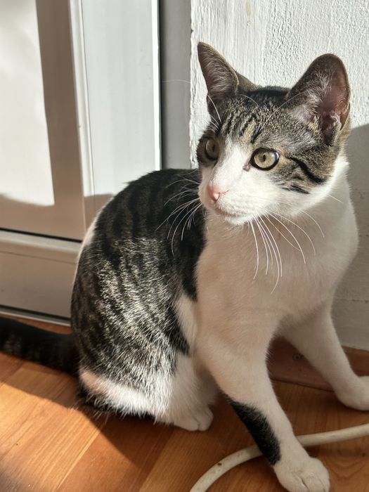 Adoptie Motan European