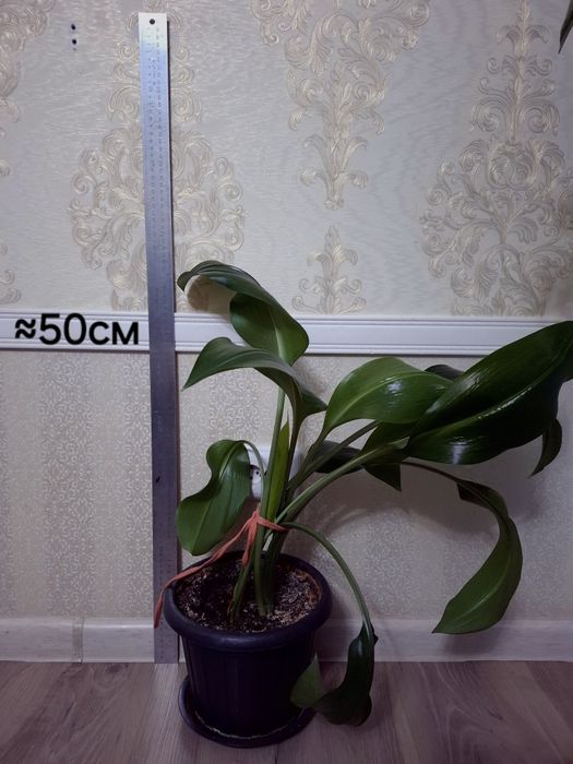 Комнатные растения Эухарис(Амазонская Лилия)