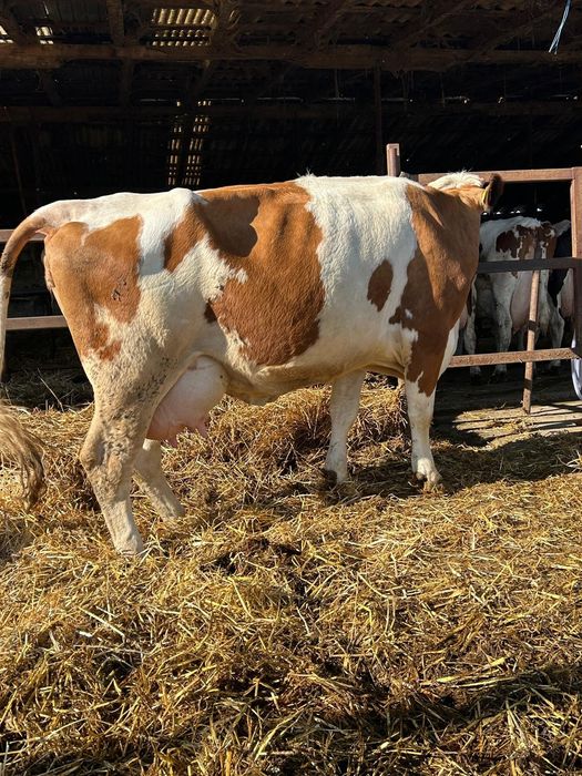 Vaci cu lapte fătate recent