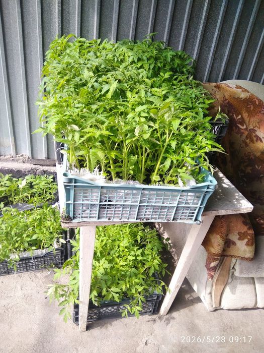 Продам рассаду помидор