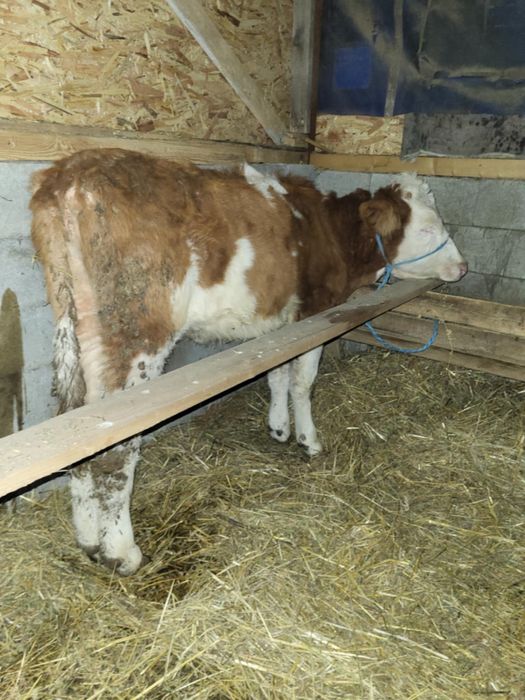 Vand sau schimb cu cai