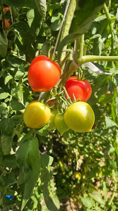 Продам домашние помидоры с куста