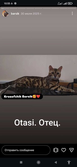 Клубный Бенгальские котят!!