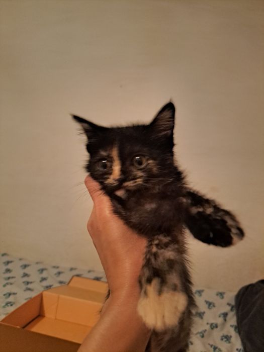 Отдам котёнка в добрые руки!