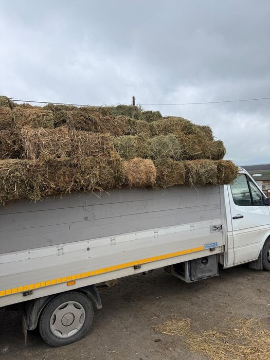 Baloti lucernă de vânzare