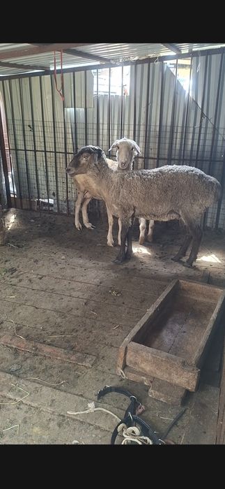 Кой, баран, токты