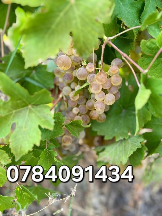 Vindem struguri pentru vin producție 2025