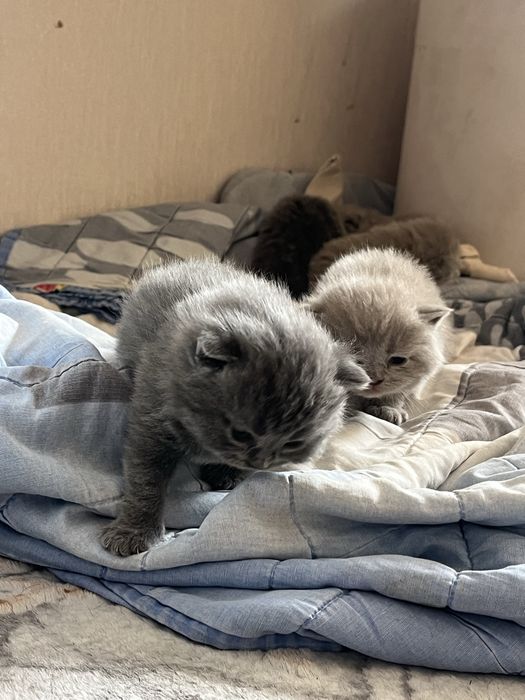 Scottish Fold продается