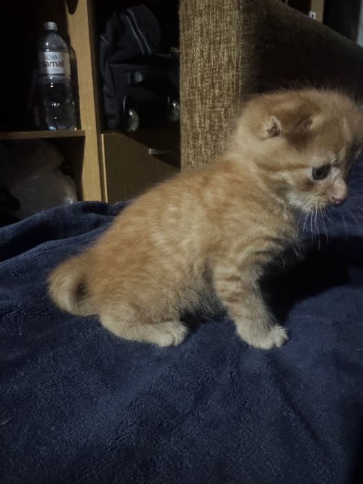 Котенок мальчик рыжий