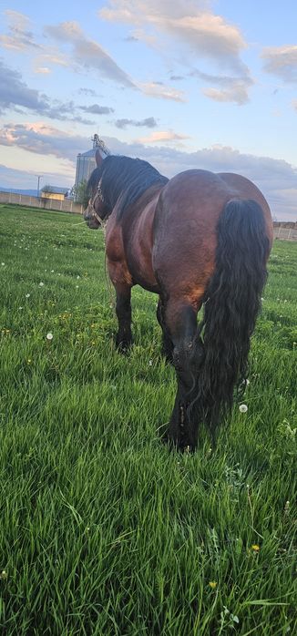 Vând armăsar murg de 4 ani învațat la caruță la lemn la calarie  probe cum dorește clientul are în jur de 950 kg  sau schimb cu doi cai buni de pădure