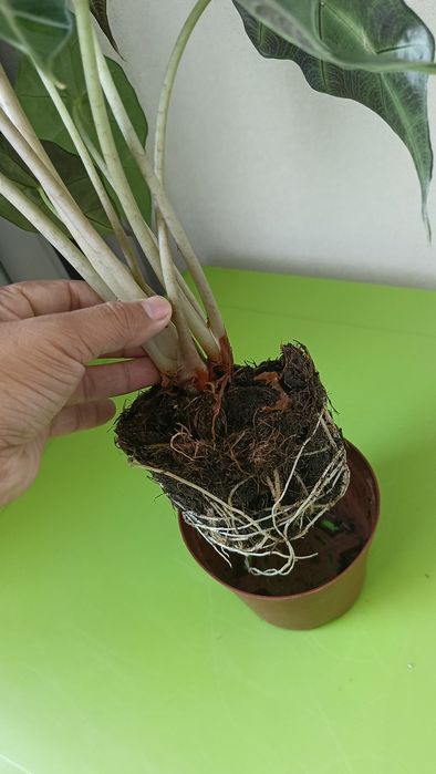 Алакозия сорт Полли