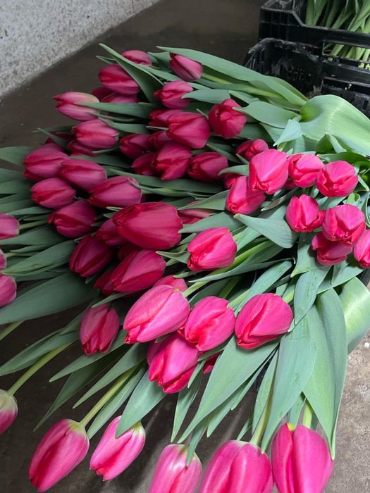 Тюльпан оптом и в розницу