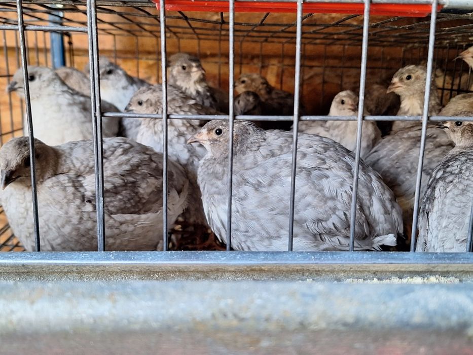 Pui prepelita Giganta Polara , Tupfer ,jumbo gold