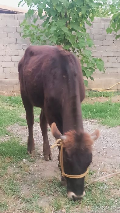 Mol. Buziq, Urg'ochi