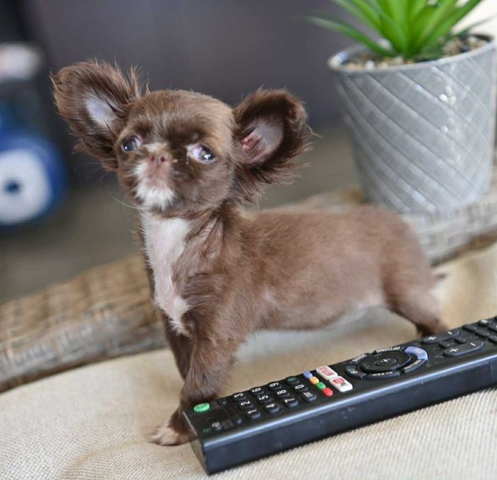 Женско миниатюрно чихуахуа  шоколадово