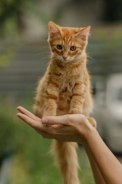 Котята ищут любящий дом
