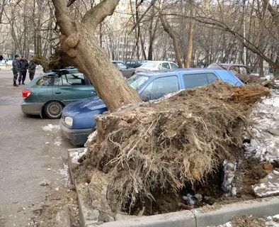 Распилить аваринное дерево