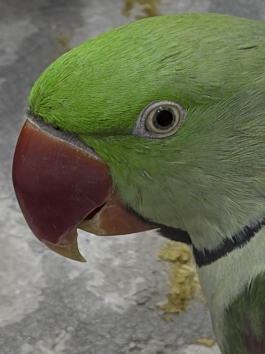 Попугай Александрский ручной