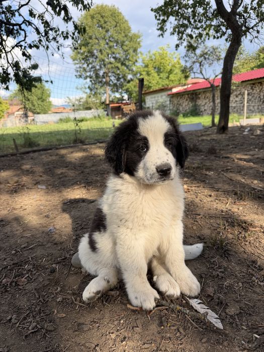 Disponibili catei Ciobanesc de Bucovina