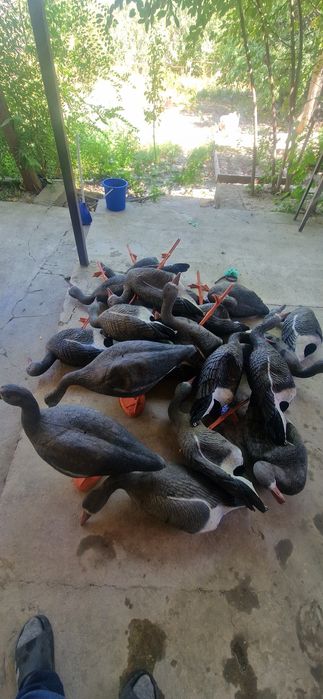Продам подсадных гусей