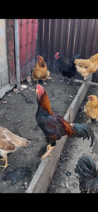 Продам дакана полтара годовалый